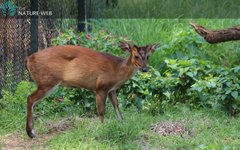 Bengali Mammal Names